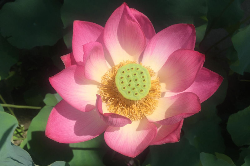 Fiore di Loto