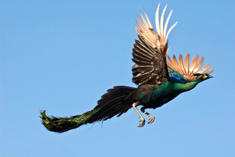 Pavone in volo