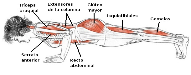 Chaturanga anatomia